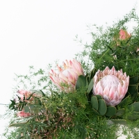 Munster Rose